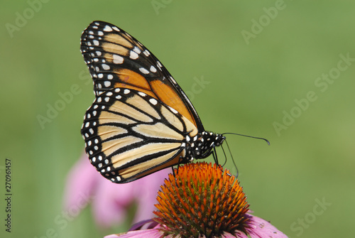 close up photo of butterfly on flower © Janice Higgins
