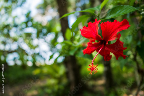 beautiful red flower bokeh  © Peter