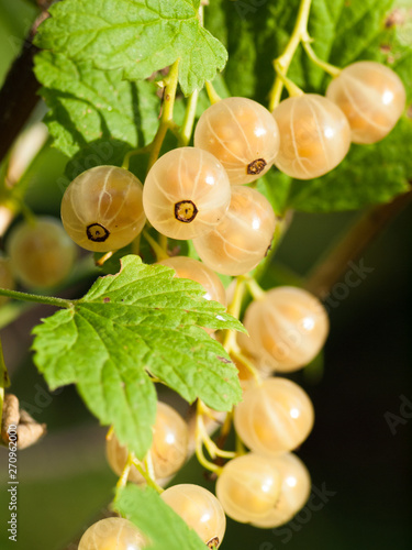 bunch of white currant growing at bush  branch photo