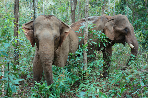 Photography Two elephants in Mondulkiri