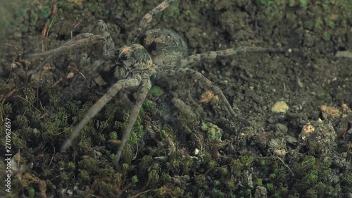 Wolfspiders mating 1133 1 photo