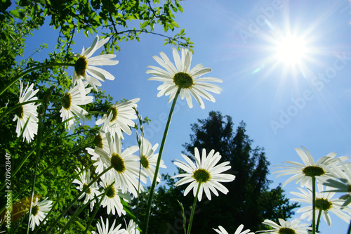 Fotografie many marguerites against blue sky with sun, copy space