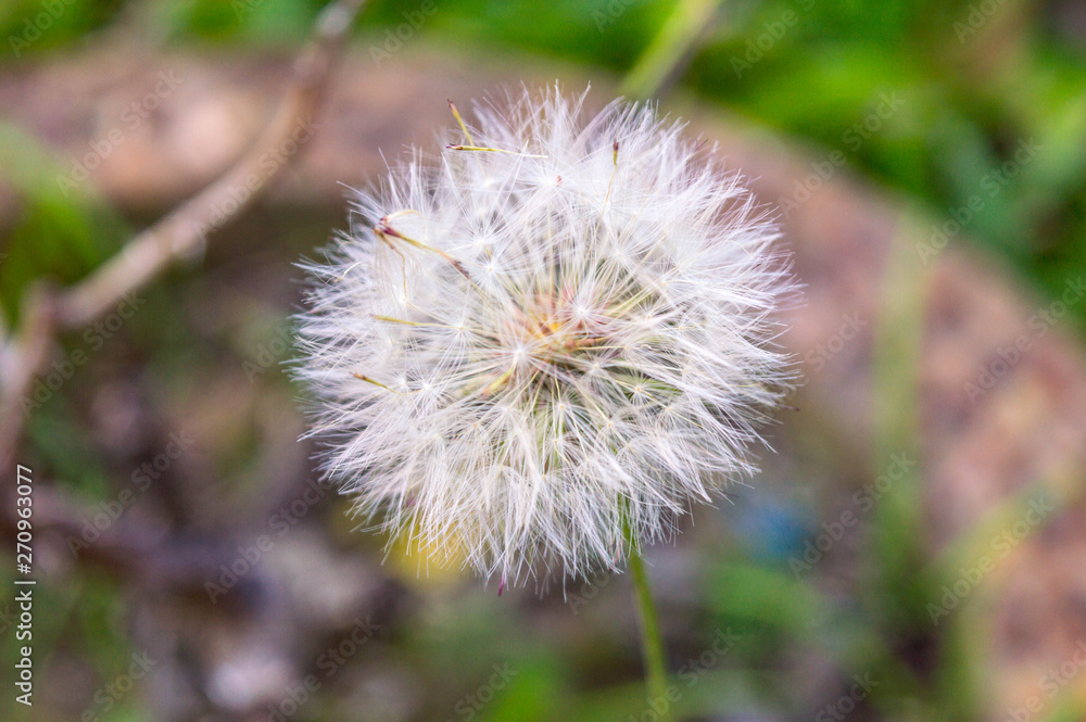 Flower Dandelion (Baker) in my garden. Flower Dandelion (Baker) in my garden.
