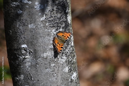 Papillon sur hêtre