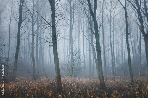 Hoboken, Belgium - A forest in the mist