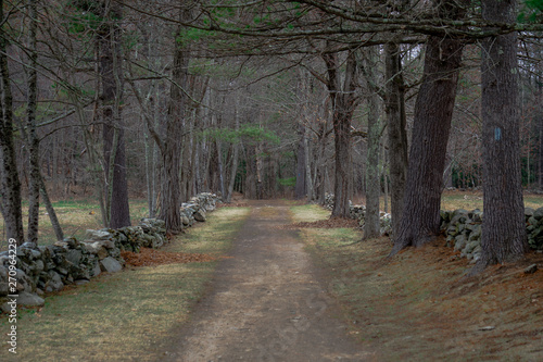 path in the forest