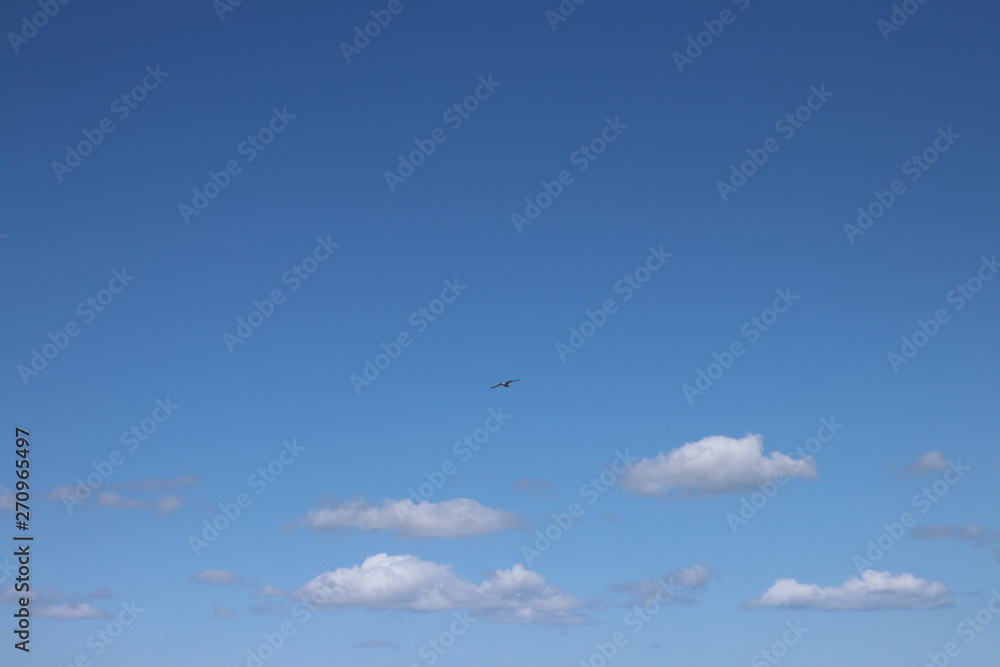 Hintergrund mit fliegender Möwe am blauen Himmel, Raum für Text Hintergrund mit fliegender Möwe am blauen Himmel, Raum für Text