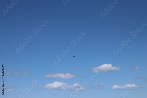 Hintergrund mit fliegender Möwe am blauen Himmel, Raum für Text