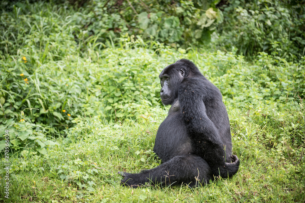 Pregnant mountain gorilla rests on a grassland in the Bwindi Impenetrable National Park in Uganda Pregnant mountain gorilla rests on a grassland in the Bwindi Impenetrable National Park in Uganda