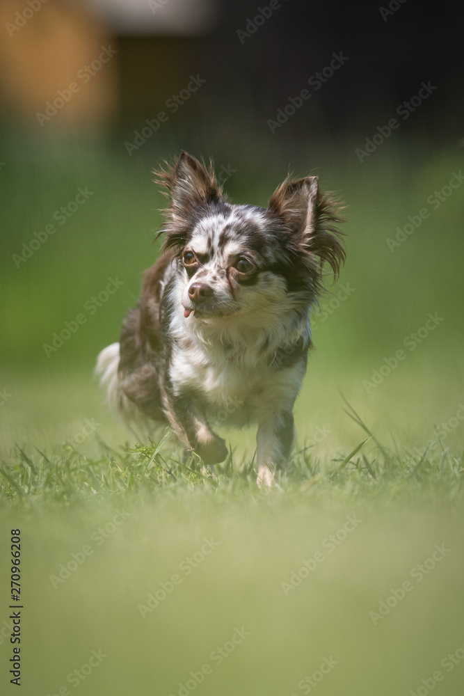Small mottled Chihuahua rescue dog walks on a lawn