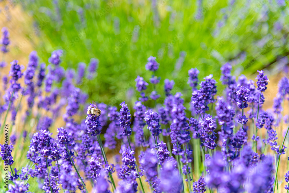 close-up violet Lavender flowers field at summer sunny day with soft focus blur background. Furano, Hokkaido, Japan close-up violet Lavender flowers field at summer sunny day with soft focus blur background. Furano, Hokkaido, Japan