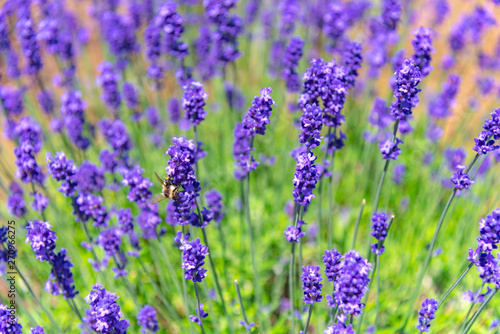 close-up violet Lavender flowers field at summer sunny day with soft focus blur background. Furano  Hokkaido  Japan