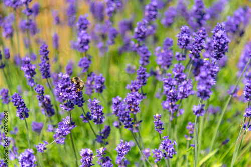 close-up violet Lavender flowers field at summer sunny day with soft focus blur background. Furano, Hokkaido, Japan © Shawn.ccf
