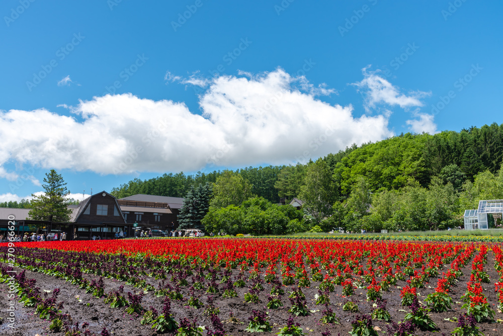 View of full bloom colorful multiple kind of flowers in summer sunny day at Farm Tomita, Furano, Hokkaido, Japan