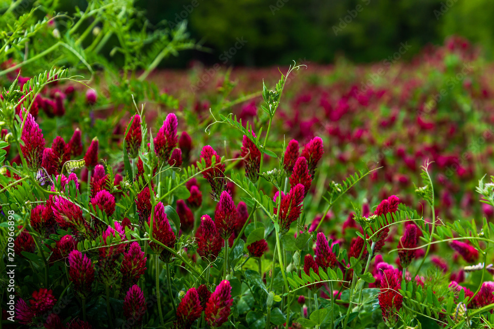 Field of flowering crimson clovers (Trifolium incarnatum) Rural landscape.