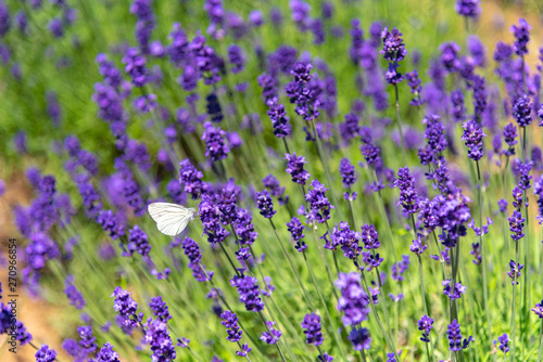 close-up violet Lavender flowers field at summer sunny day with soft focus blur background. Furano, Hokkaido, Japan