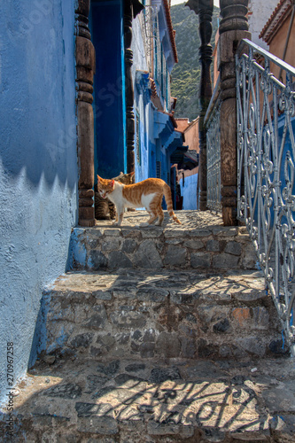 Cat sitting at the door of a house in Chaouen, Morocco