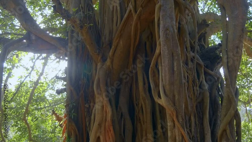 Big ficus or banyan tree - is huge tree in India. Shot in motion photo