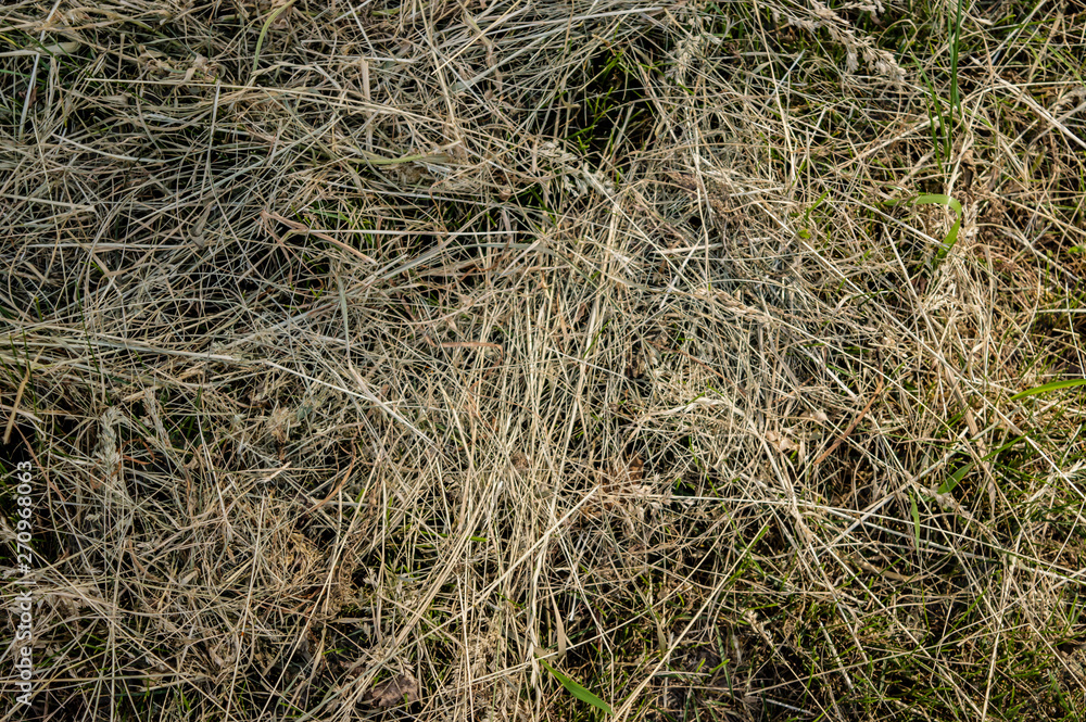 Dry Grass organic hay nature close up Dry Grass organic hay nature close up