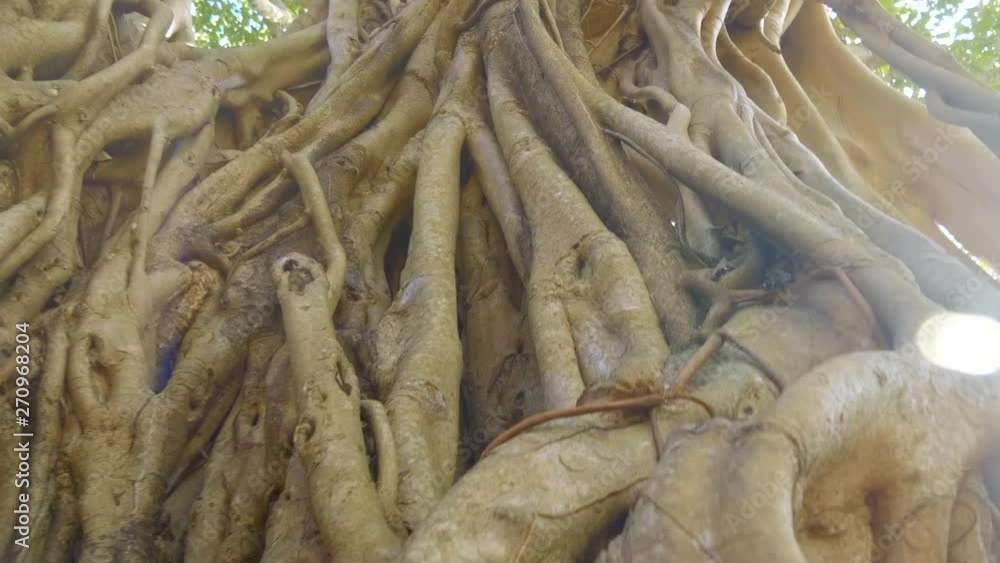 Big ficus or banyan tree - is huge tree in India. Shot in motion Big ficus or banyan tree - is huge tree in India. Shot in motion