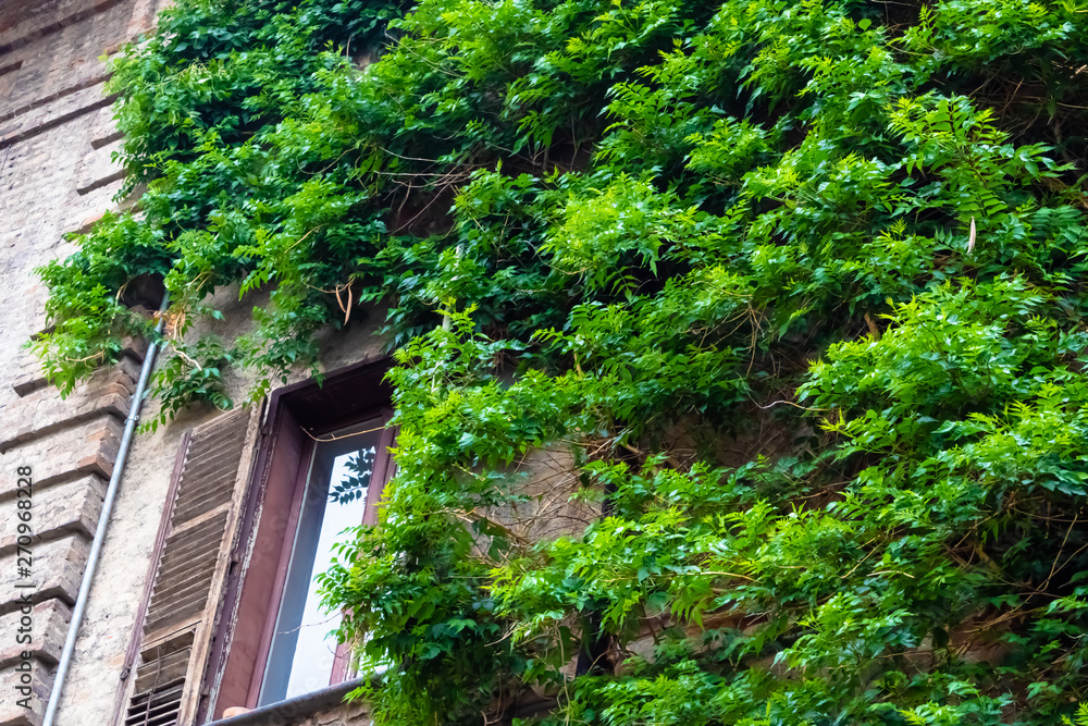 Old brick wall and the window covered with the vine plant - Image Old brick wall and the window covered with the vine plant - Image