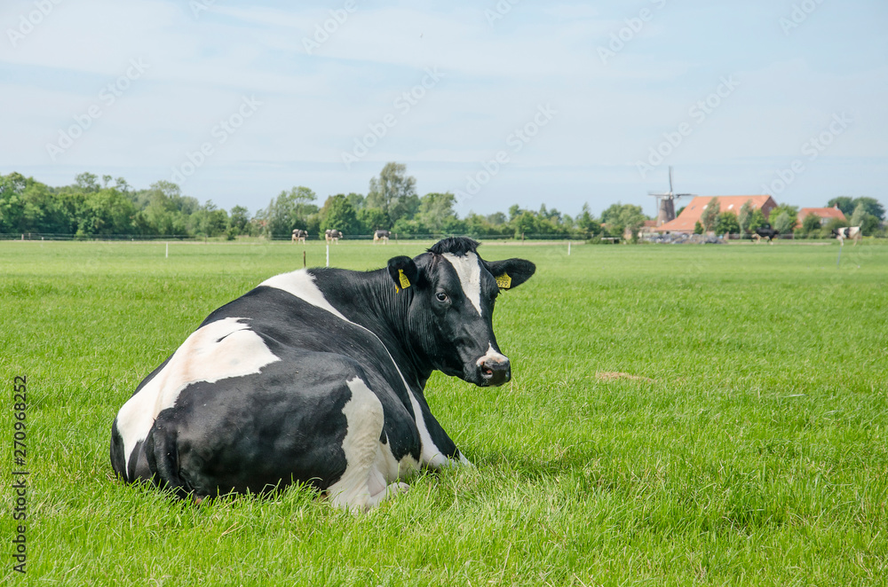 Portrai of a black and white cow resting in a meadow in a rural ...