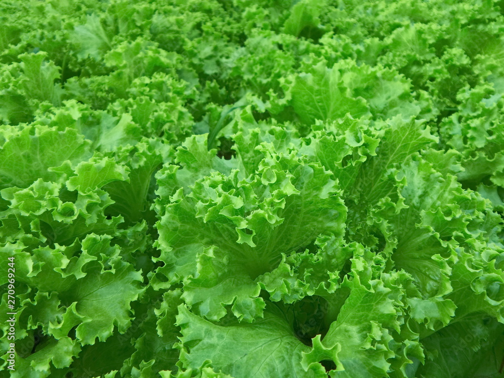Organic vegetables. Fresh vegetable. Lettuce for making a salad. Organic vegetables. Fresh vegetable. Lettuce for making a salad.