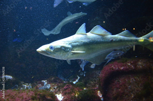 Tropical fish in aquarium