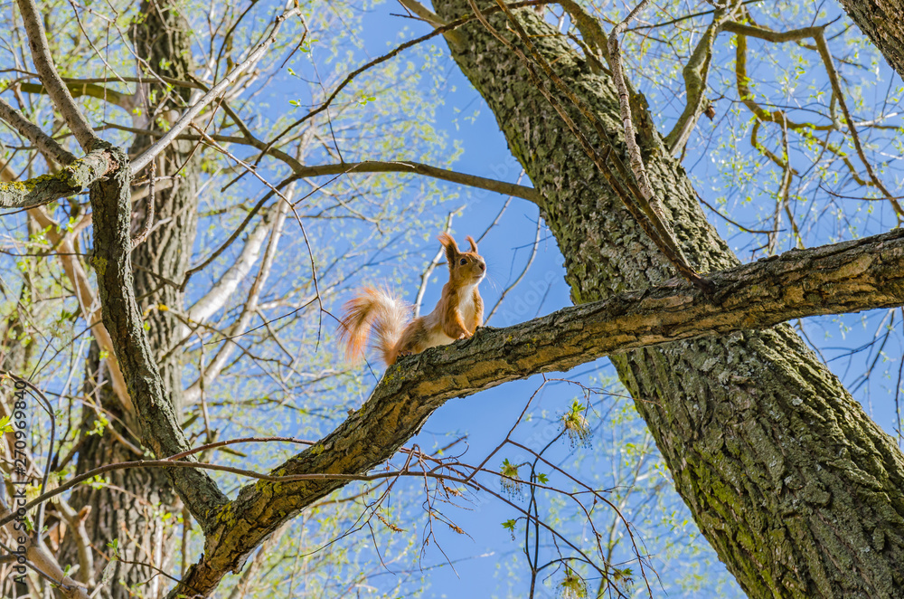 Red squirrel sits on a tree with a fluffy tail and ears, a sunny beautiful day Red squirrel sits on a tree with a fluffy tail and ears, a sunny beautiful day