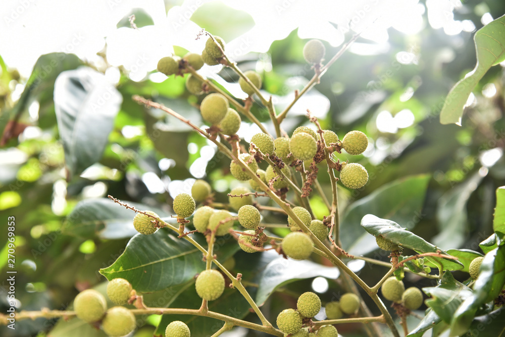 Green longan, fruit is still not fully grown in the garden Green longan, fruit is still not fully grown in the garden