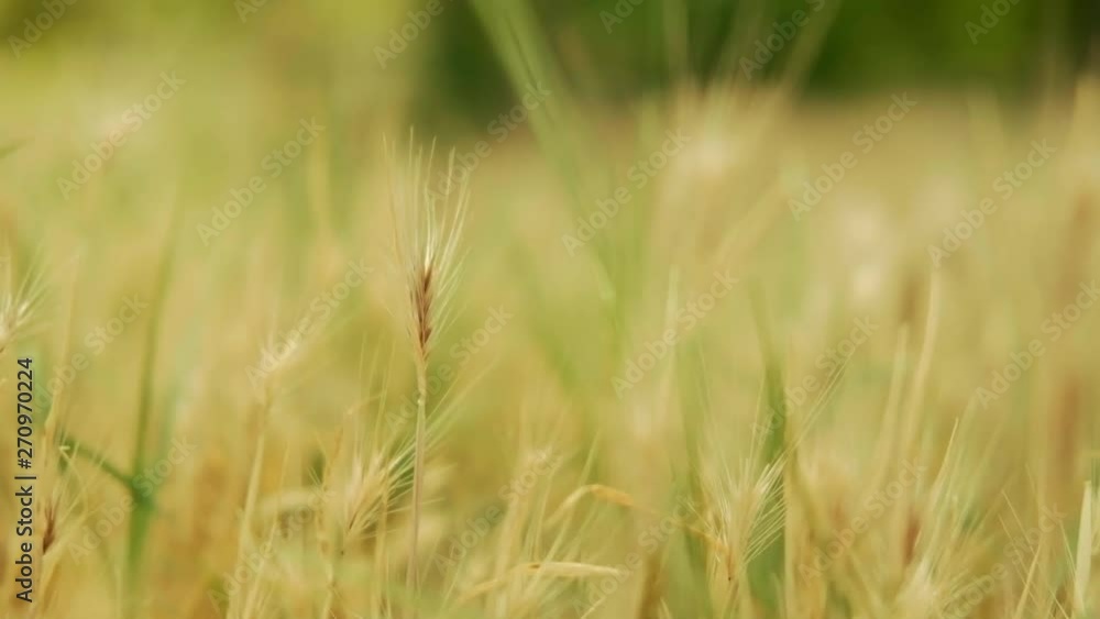 green grass in summer garden clous up green grass in summer garden clous up