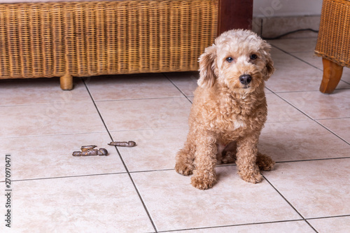 Remorseful guilty dog with poop excreted on floor at home