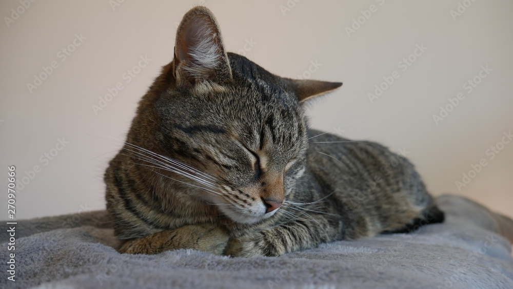 Funny portrait of a cat sleeping in bed