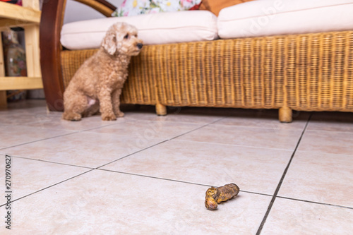 Photography Focus on poop with guilty and remorseful dog in background