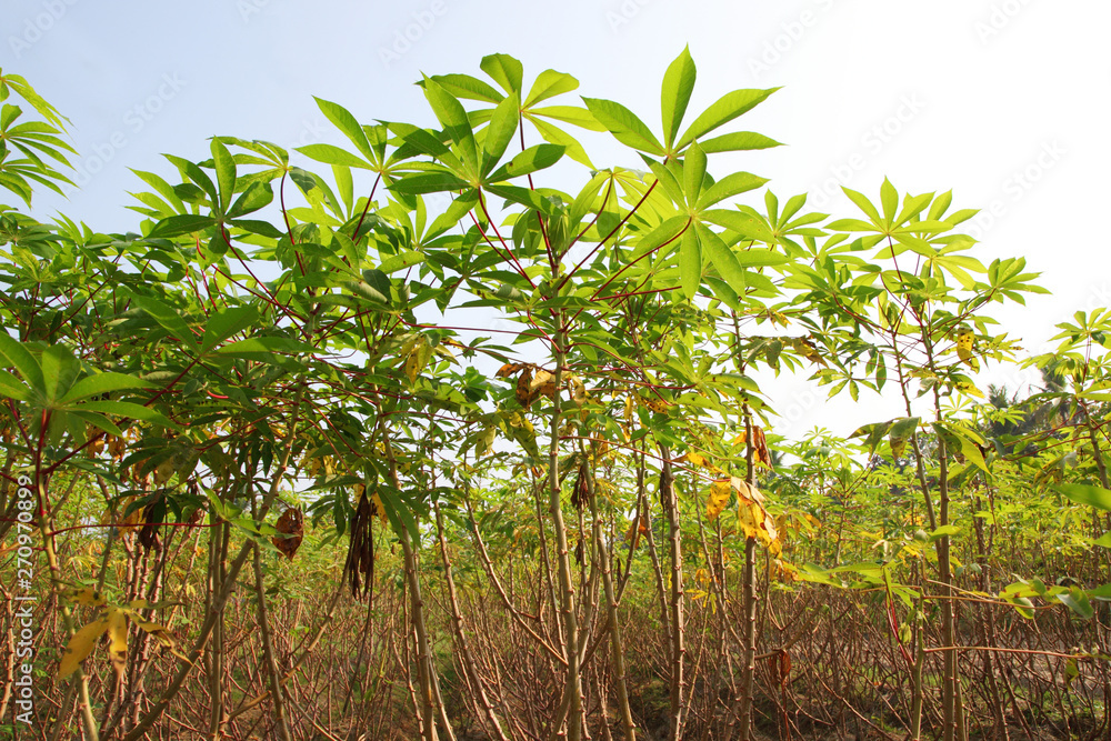 Tapioca industry at Kerala,India. Tapioca is a starch extracted from cassava root. Tapioca industry at Kerala,India. Tapioca is a starch extracted from cassava root.