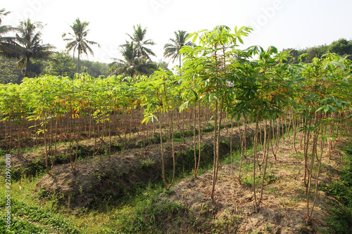 Tapioca industry at Kerala,India. Tapioca is a starch extracted from cassava root. 