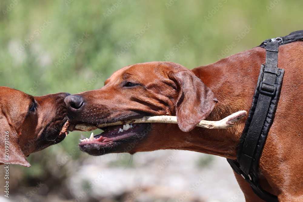 Rhodesian Ridgebacks on tour