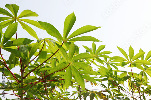 Tapioca industry at Kerala India. Tapioca is a starch extracted from cassava root. 