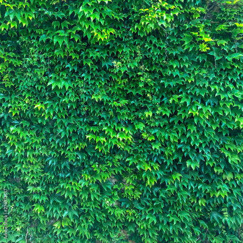 Plant growing on the walls. Texture of rich green foliage. Thick thickets of ivy.