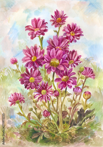 Many burgundy aster or daisies in a clearing  garden or in the forest. Watercolor painting suitable for a postcard or summer background