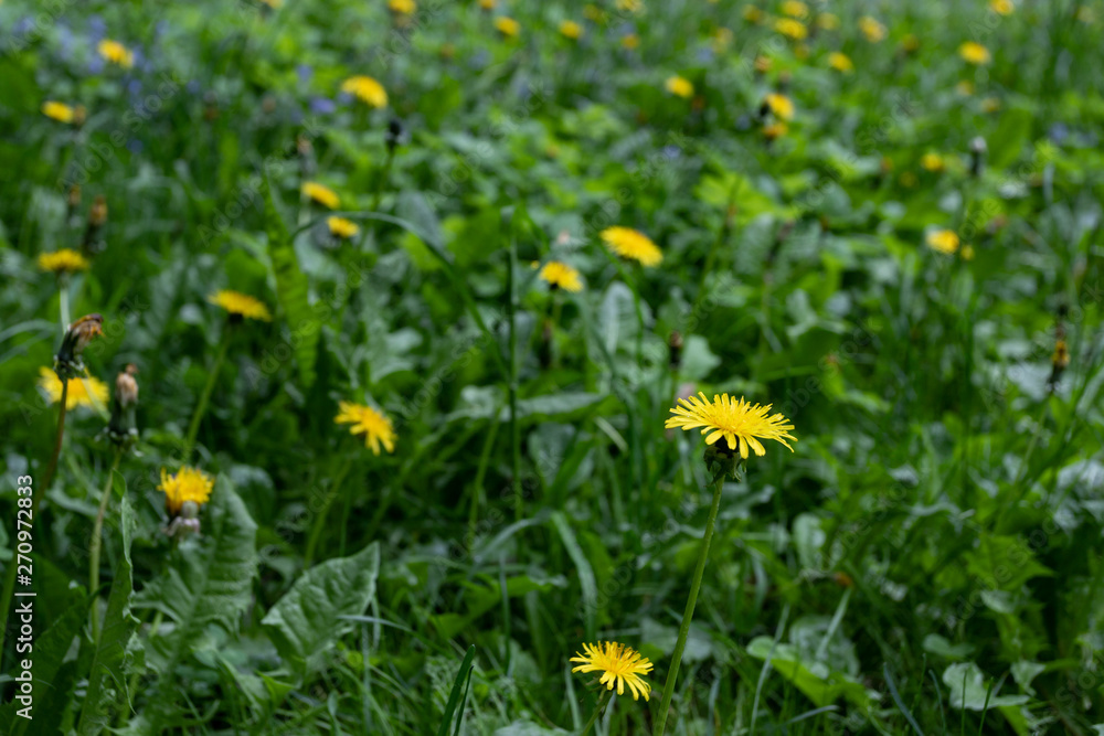 Yellow dandelions field