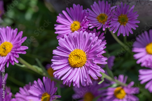 Top view of light violet flower head of china aster photo
