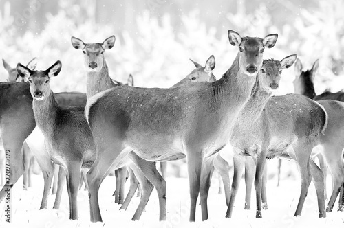 Canvas Print Group of beautiful female deer on the background of a snowy winter forest