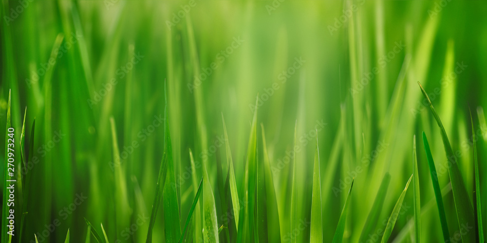 Fresh green lawn, natural meadow thick grass field close up with beauty bokeh. Abstract spring, summer herbal growth backyard, park lawn high grass depth of field texture macro nature background