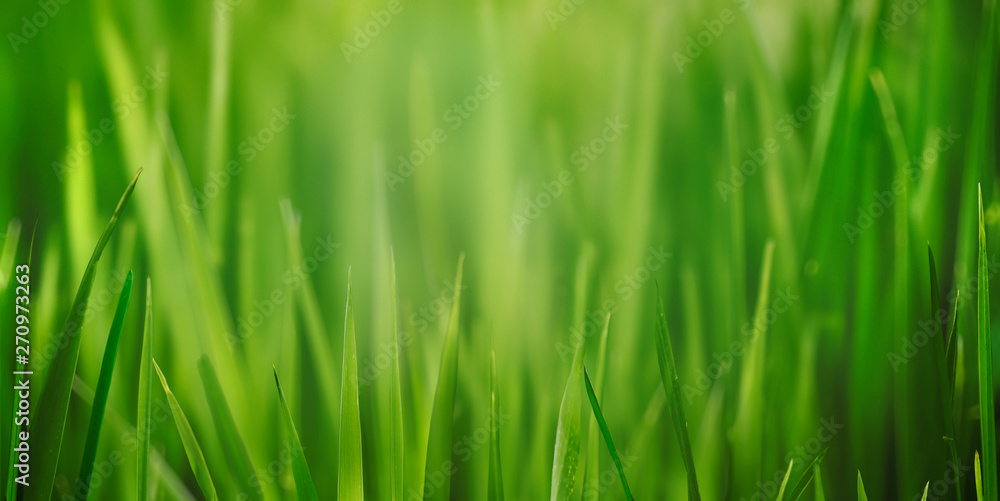 Fresh green lawn, natural meadow thick grass field close up with beauty bokeh. Abstract spring, summer herbal growth backyard, park lawn high grass depth of field texture macro nature background