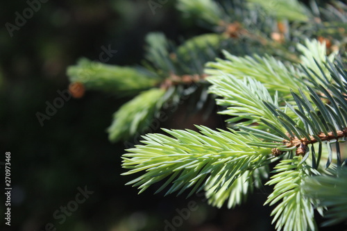 growing pine branch