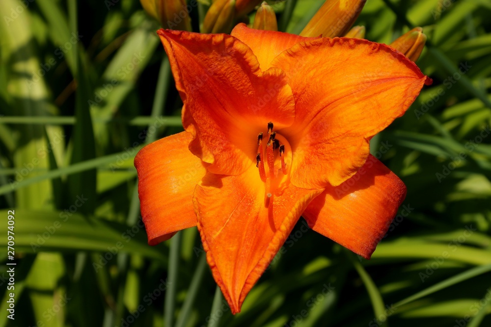 orange lily in garden
