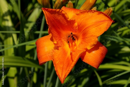 orange lily in garden © reznik_ov