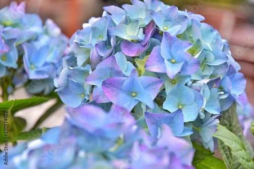 Blue Hydrangea flower  Hydrangea macrophylla  blooming in a garden  selective focus. Beautiful bush of blue hortensia with tender flowers and green leaves. Summer hydrangea blooming. Spring blossom