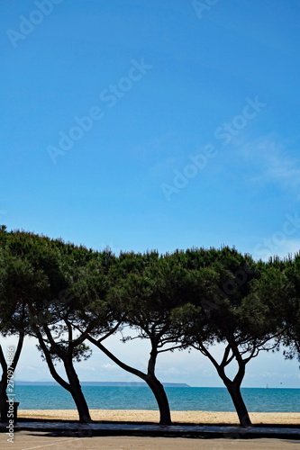 Fototapeta Naklejka Na Ścianę i Meble -  Sardinien Torre Grande Bäume an der Strandpromenade